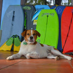 Costa Rica Surf Camp's Surf Dog