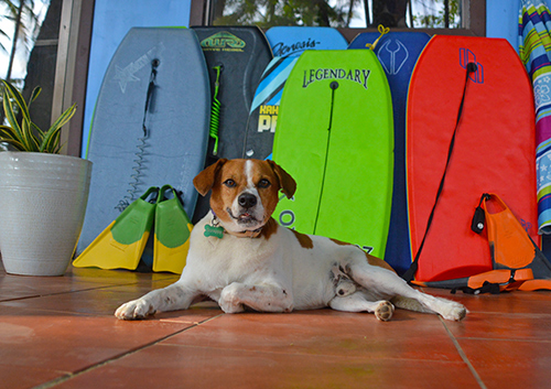 Costa Rica Surf Camp's Surf Dog